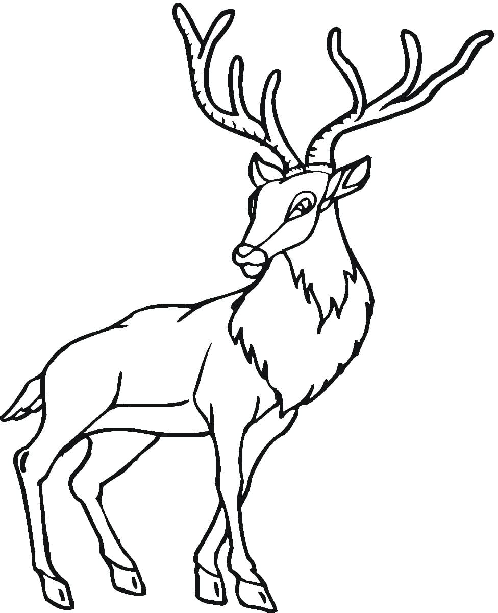 200+ Deer Coloring Pages for Adults: Explore Your Creativity 69