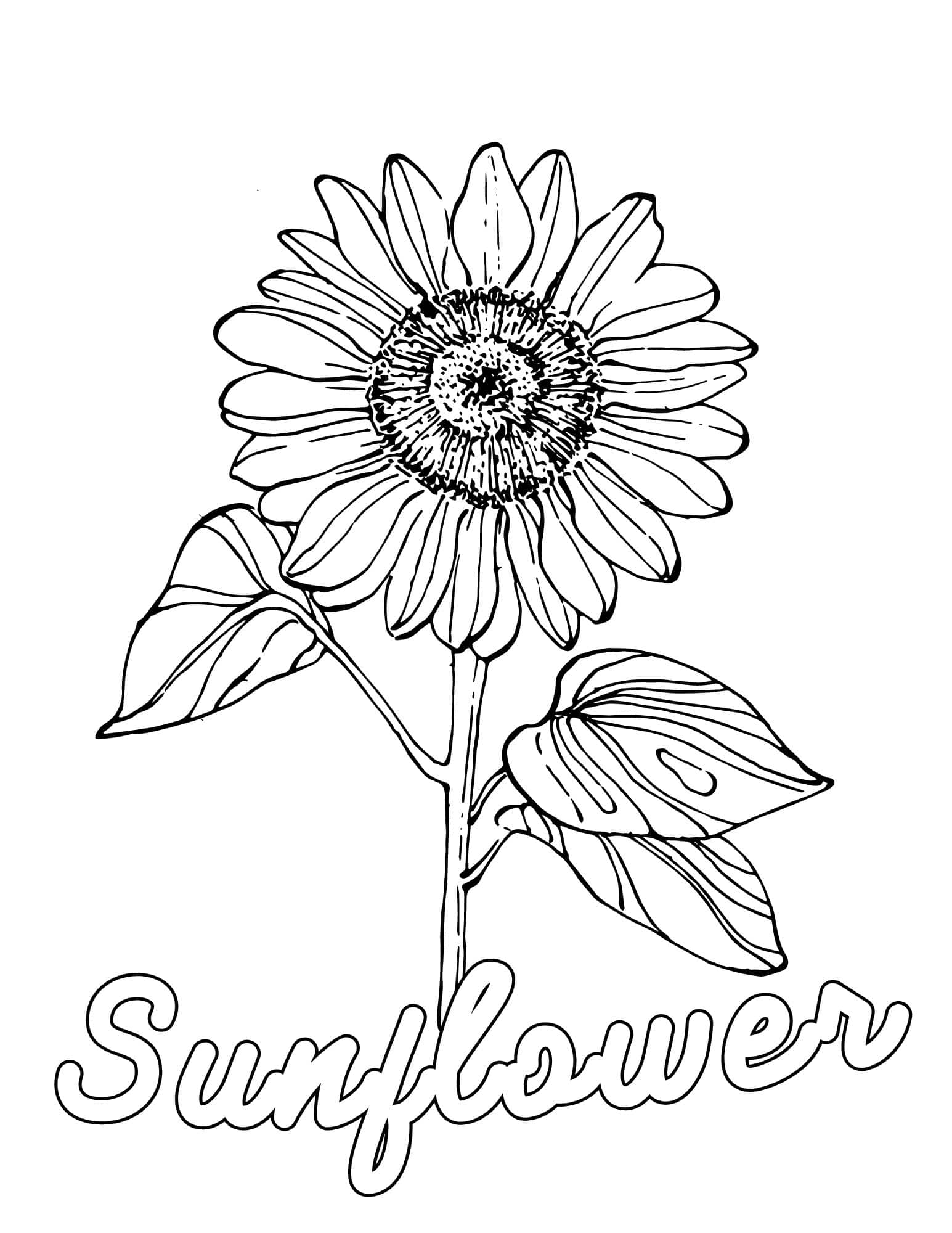 45 Roses Coloring Pages for Adult Free Printable 128