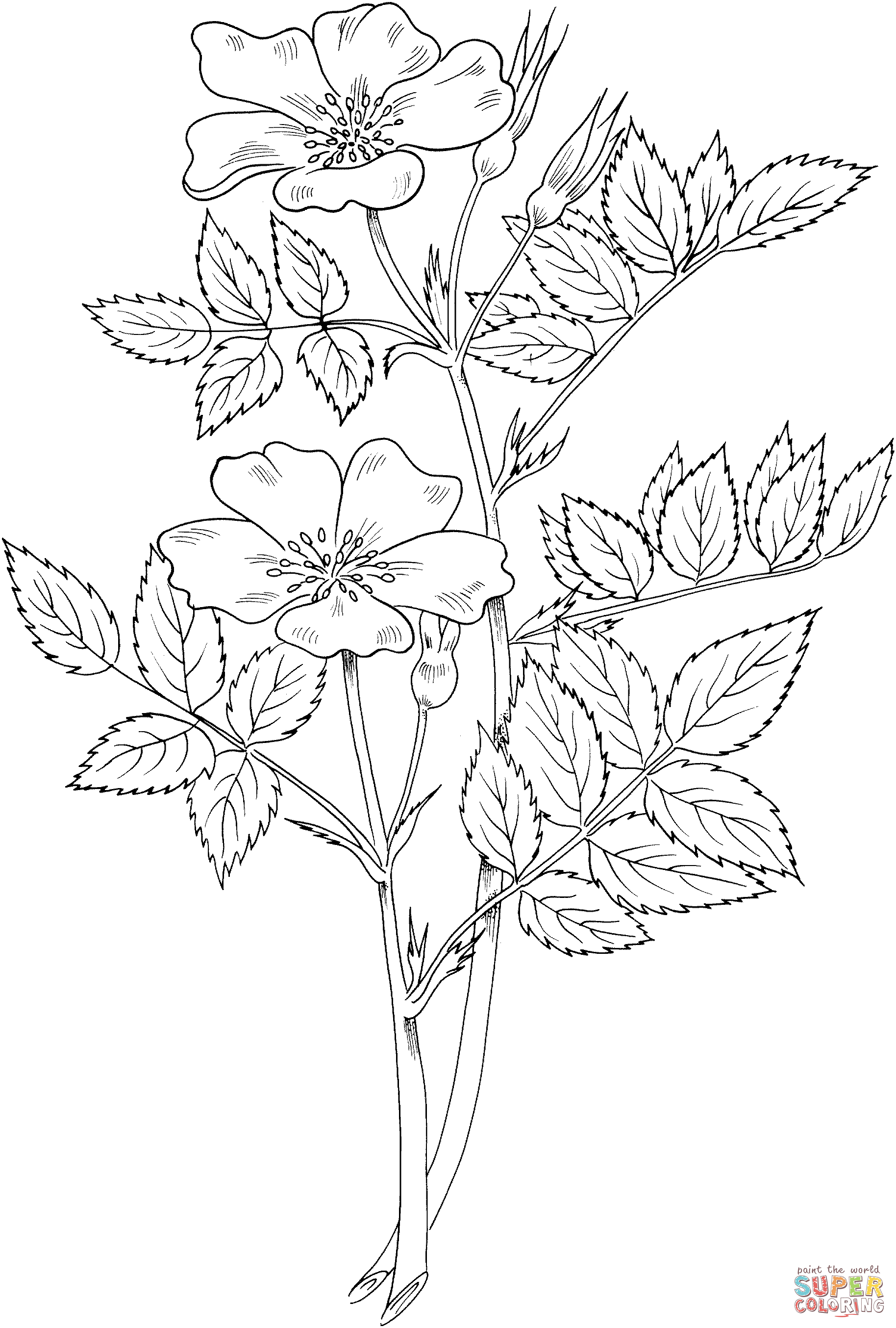 45 Roses Coloring Pages for Adult Free Printable 136