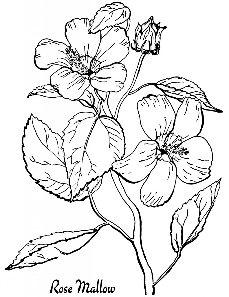 45 Roses Coloring Pages for Adult Free Printable 173