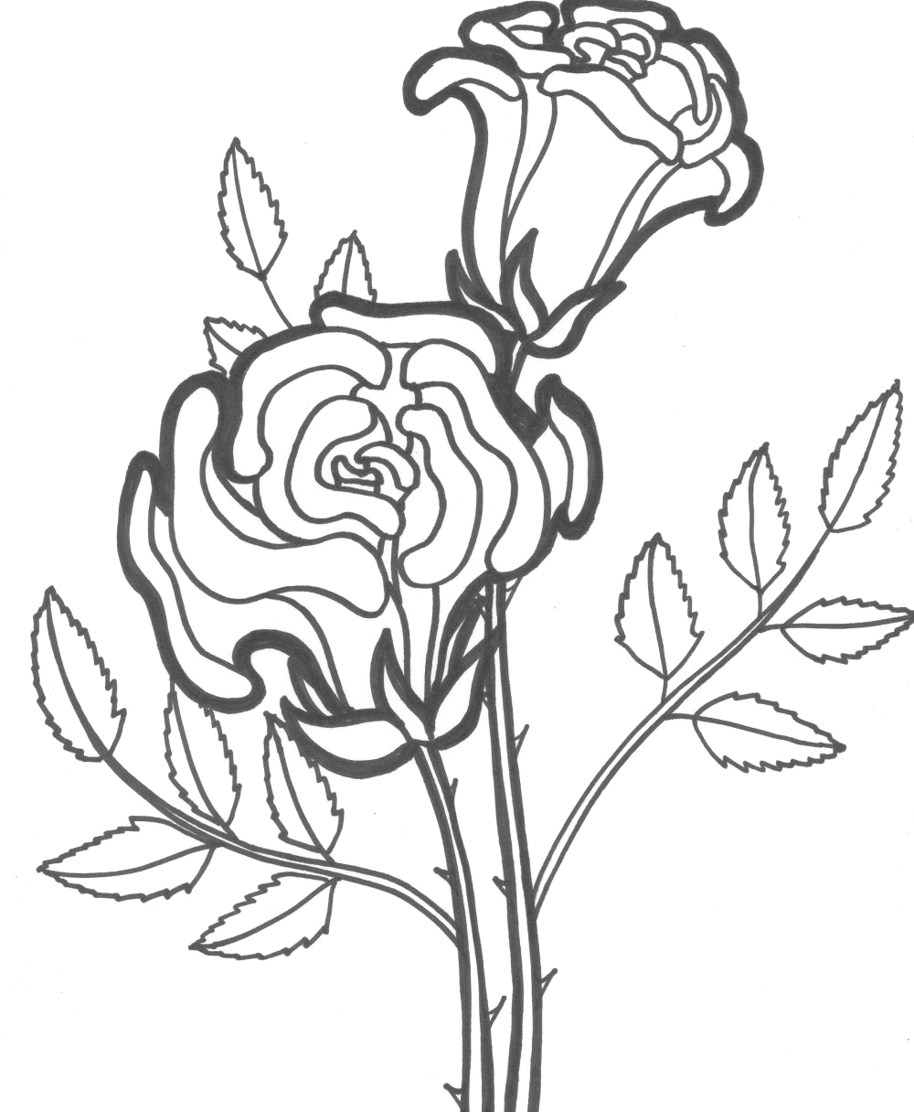 45 Roses Coloring Pages for Adult Free Printable 198