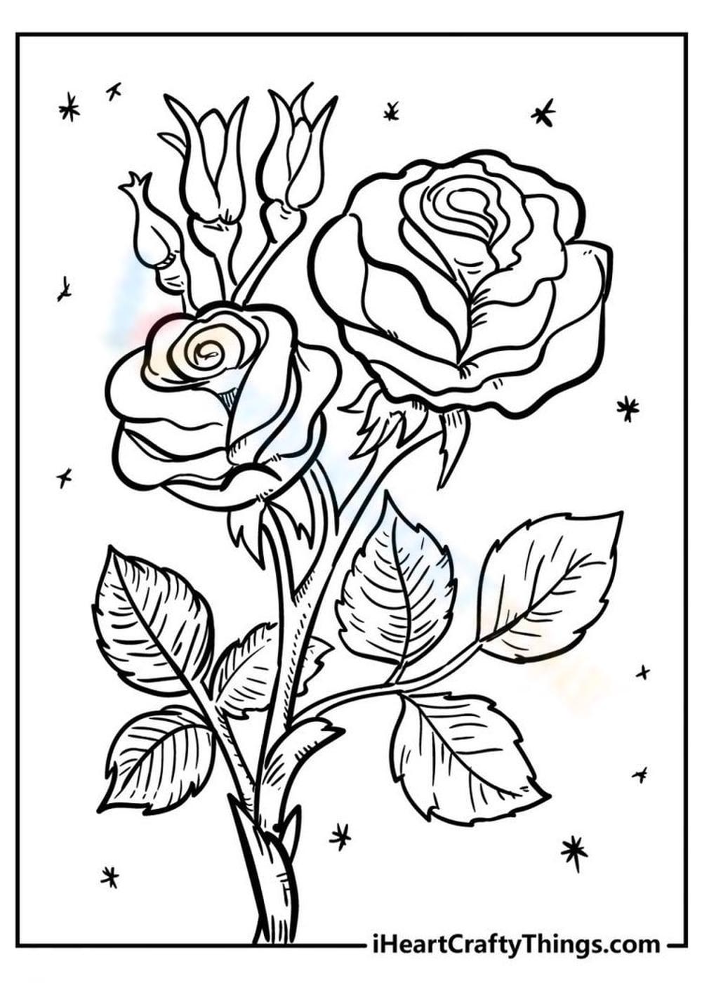 45 Roses Coloring Pages for Adult Free Printable 40