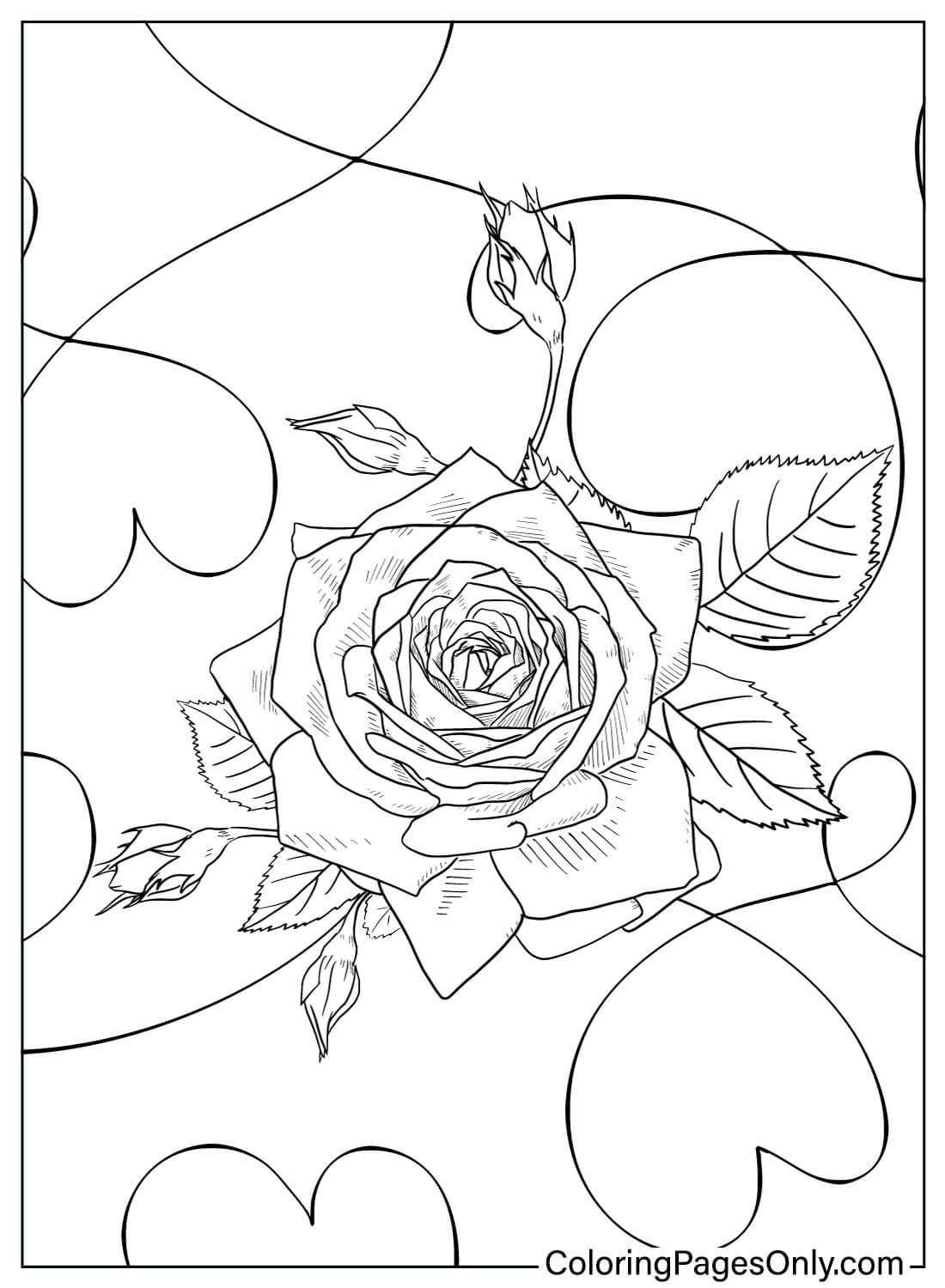 45 Roses Coloring Pages for Adult Free Printable 75