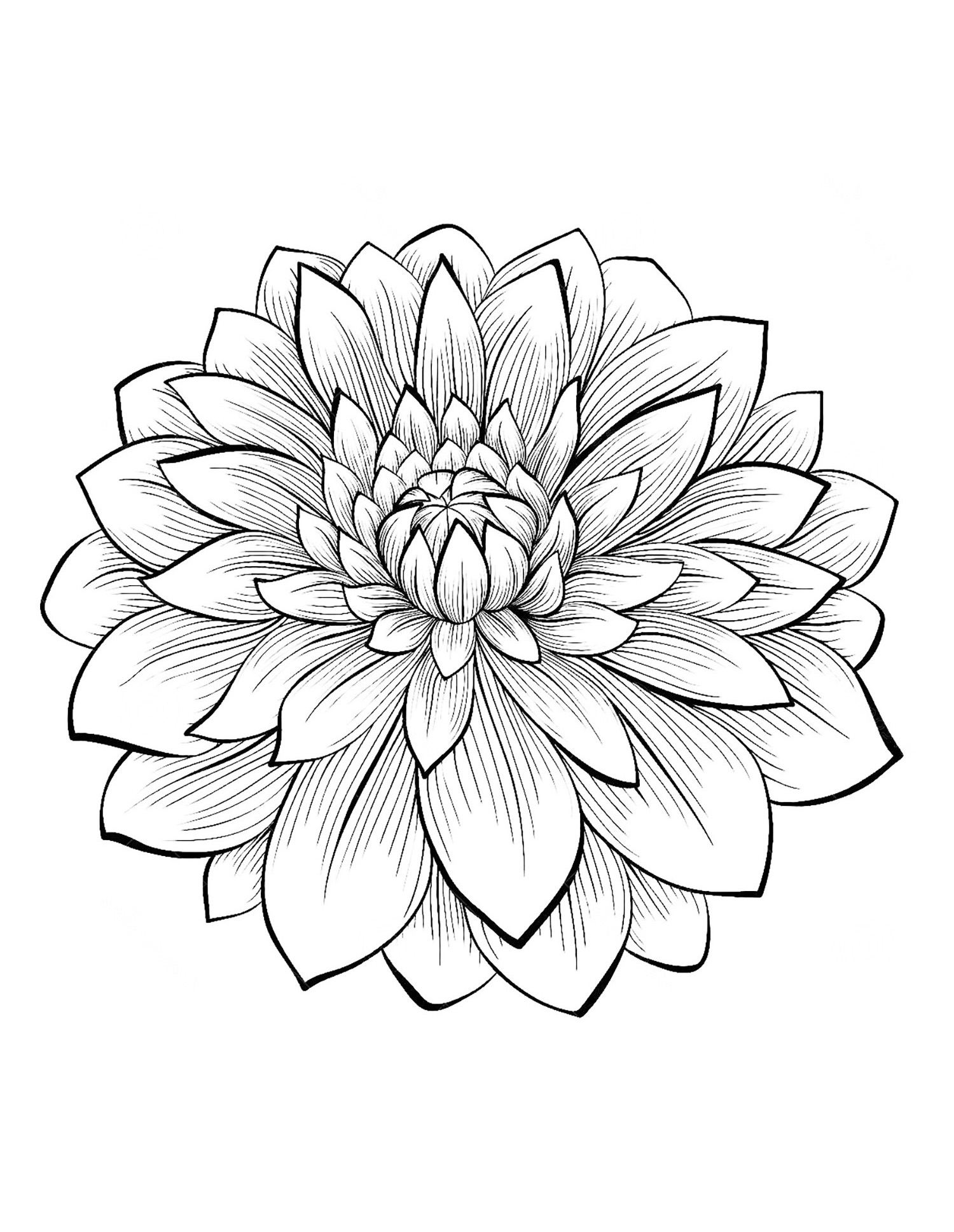 45 Roses Coloring Pages for Adult Free Printable 76