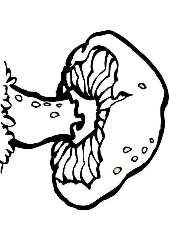 Mushroom Coloring Pages for Adults Printable 115