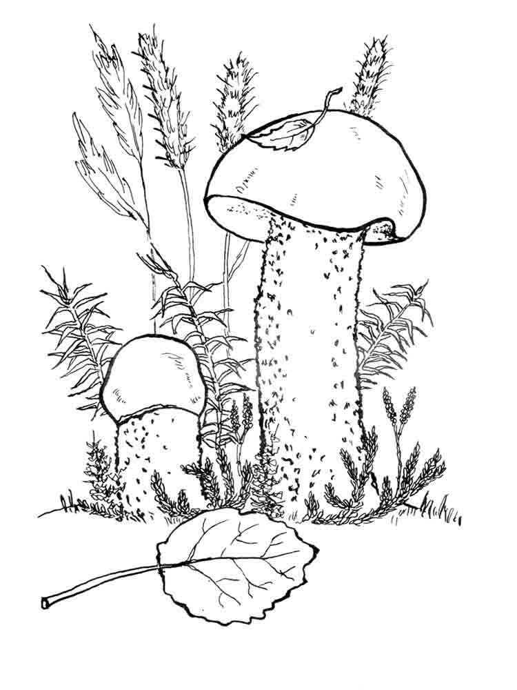 Mushroom Coloring Pages for Adults Printable 25