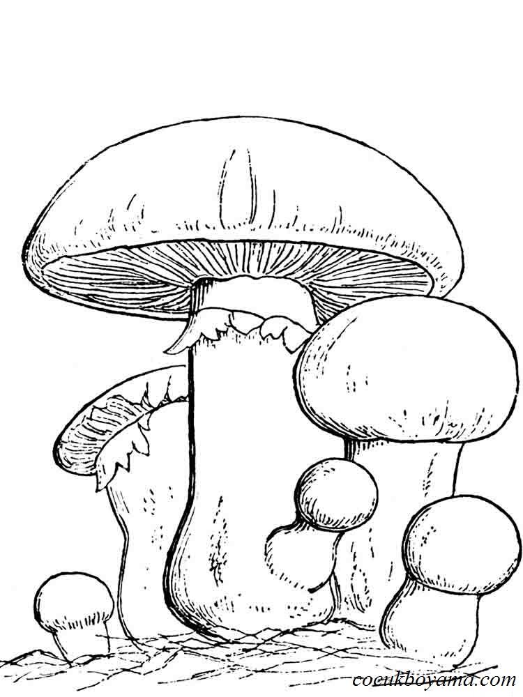 Mushroom Coloring Pages for Adults Printable 59