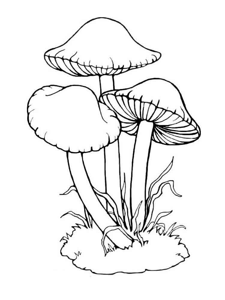 Mushroom Coloring Pages for Adults Printable 70