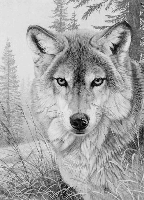 160 Wolf Coloring Pages: Howl with Creativity 112