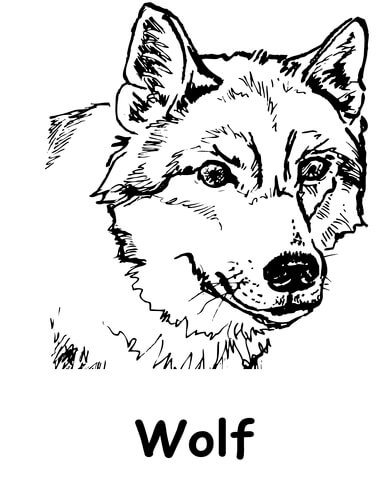 160 Wolf Coloring Pages: Howl with Creativity 136