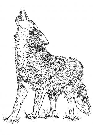 160 Wolf Coloring Pages: Howl with Creativity 149