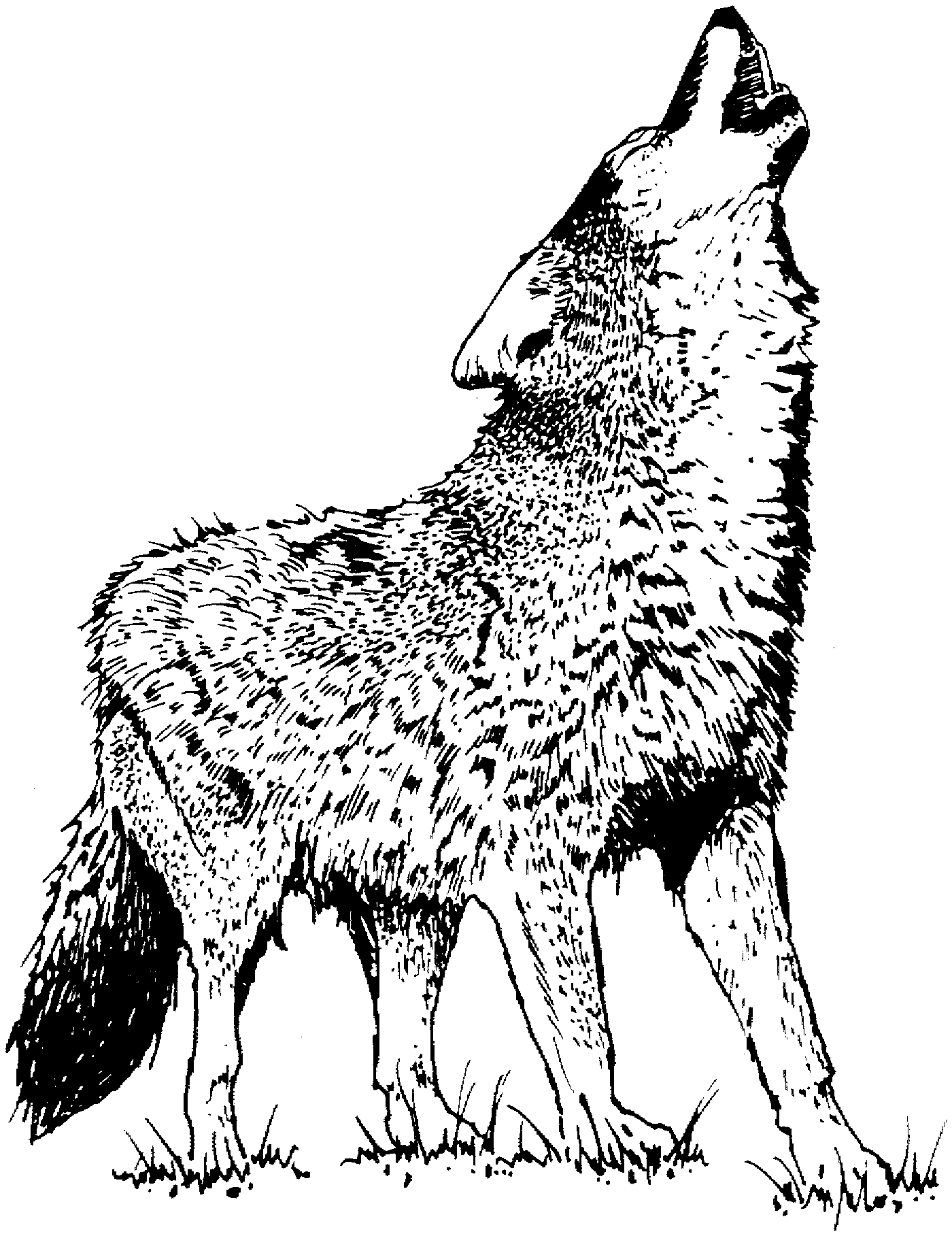 160 Wolf Coloring Pages: Howl with Creativity 62