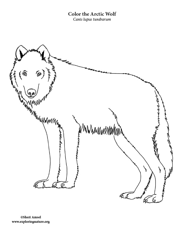 160 Wolf Coloring Pages: Howl with Creativity 97