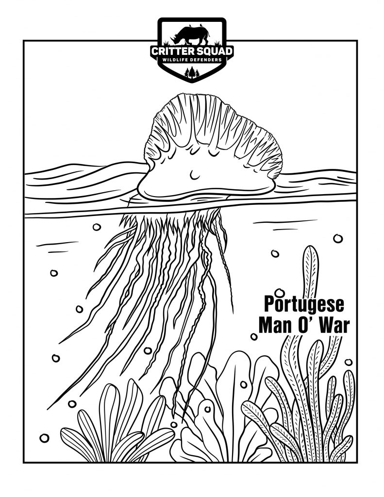 195 Jellyfish Coloring Page Designs: Underwater Beauty in Color 158