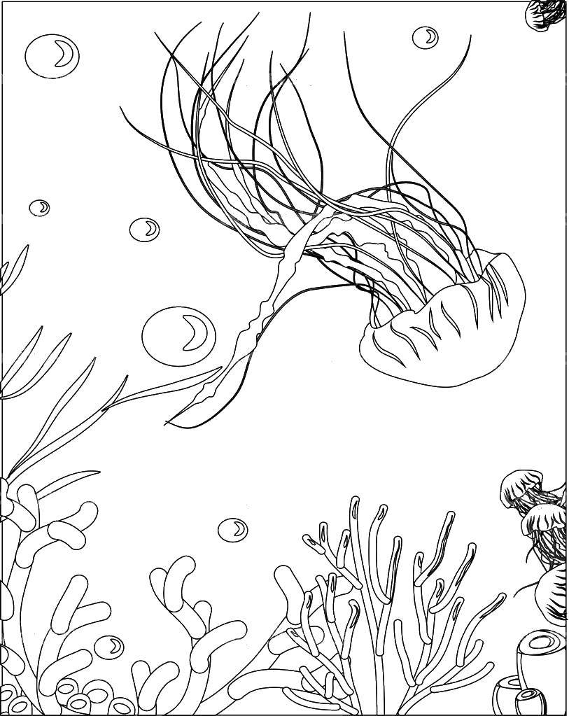 195 Jellyfish Coloring Page Designs: Underwater Beauty in Color 162