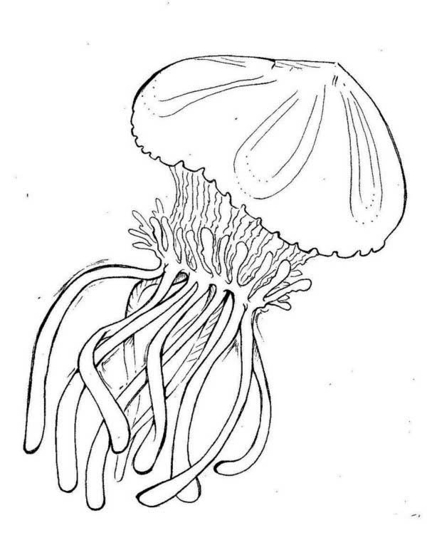 195 Jellyfish Coloring Page Designs: Underwater Beauty in Color 77