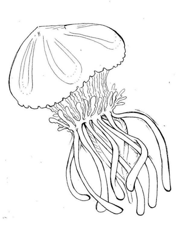 195 Jellyfish Coloring Page Designs: Underwater Beauty in Color 78