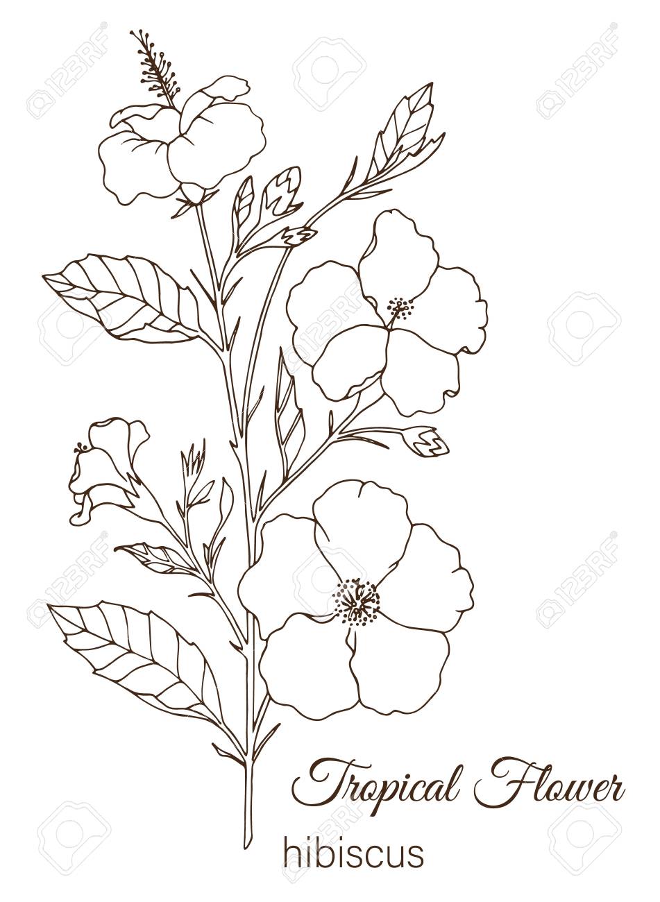 99 Tropical Paradise Coloring Pages Free Printable 88