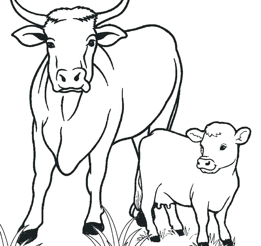 105 Cow Coloring Pages for Kids Printable 18