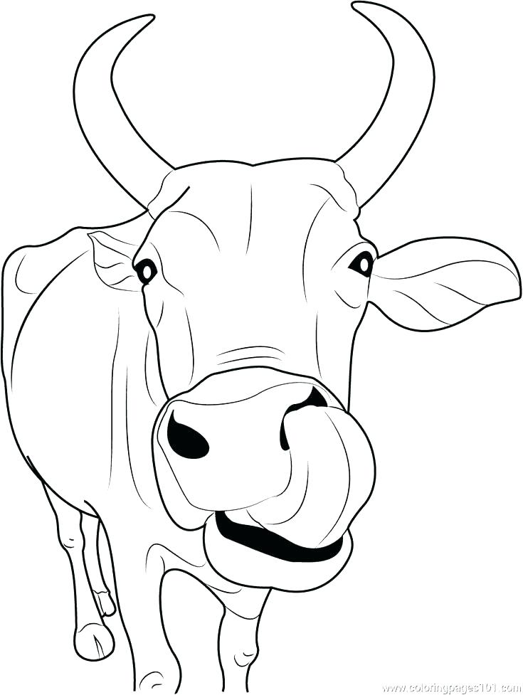 105 Cow Coloring Pages for Kids Printable 27