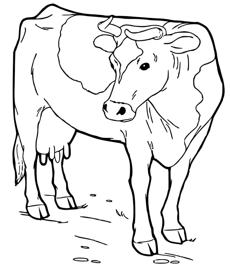 105 Cow Coloring Pages for Kids Printable 35