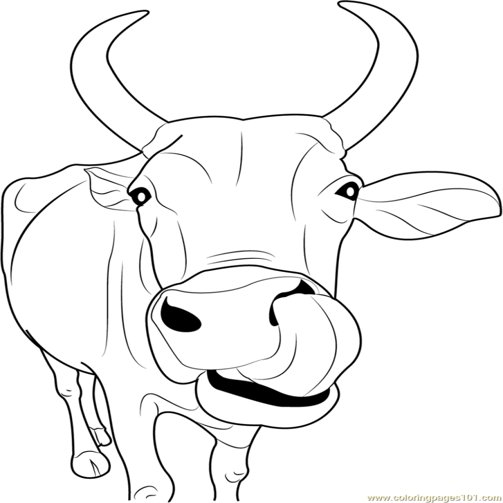 105 Cow Coloring Pages for Kids Printable 57