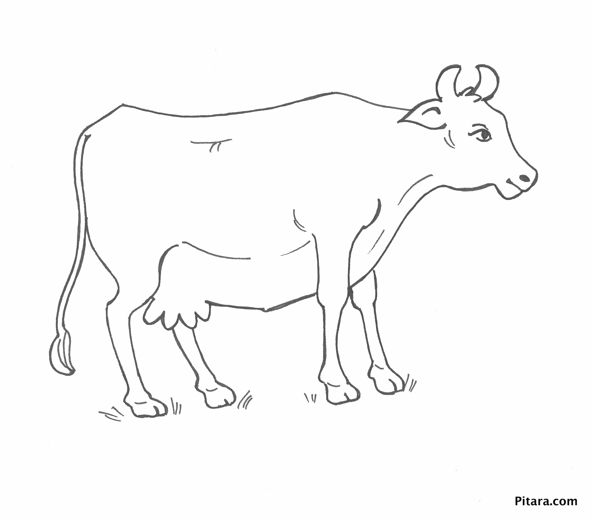 105 Cow Coloring Pages for Kids Printable 62