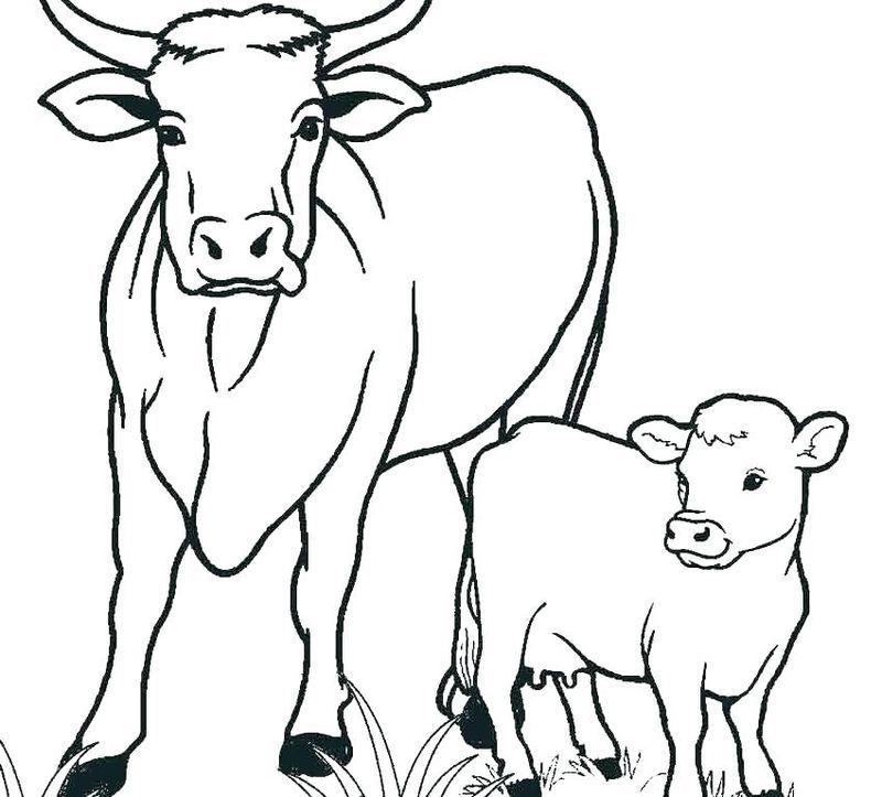 105 Cow Coloring Pages for Kids Printable 74