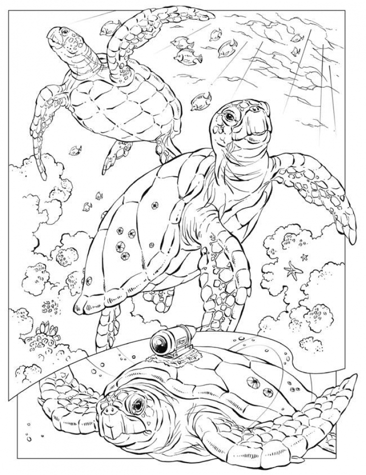 110 Ocean Coloring Pages for Kids Printable 2