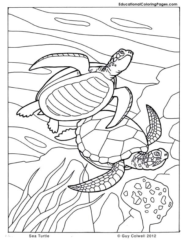 110 Ocean Coloring Pages for Kids Printable 55