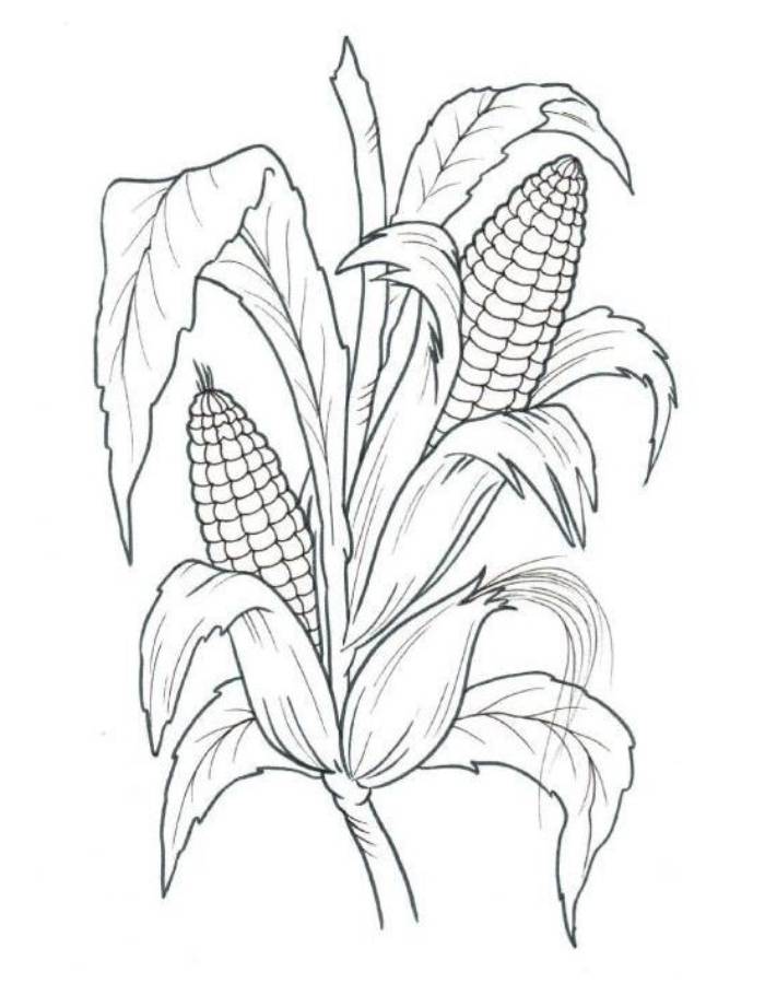 120 Corn Coloring Pages Printable 55