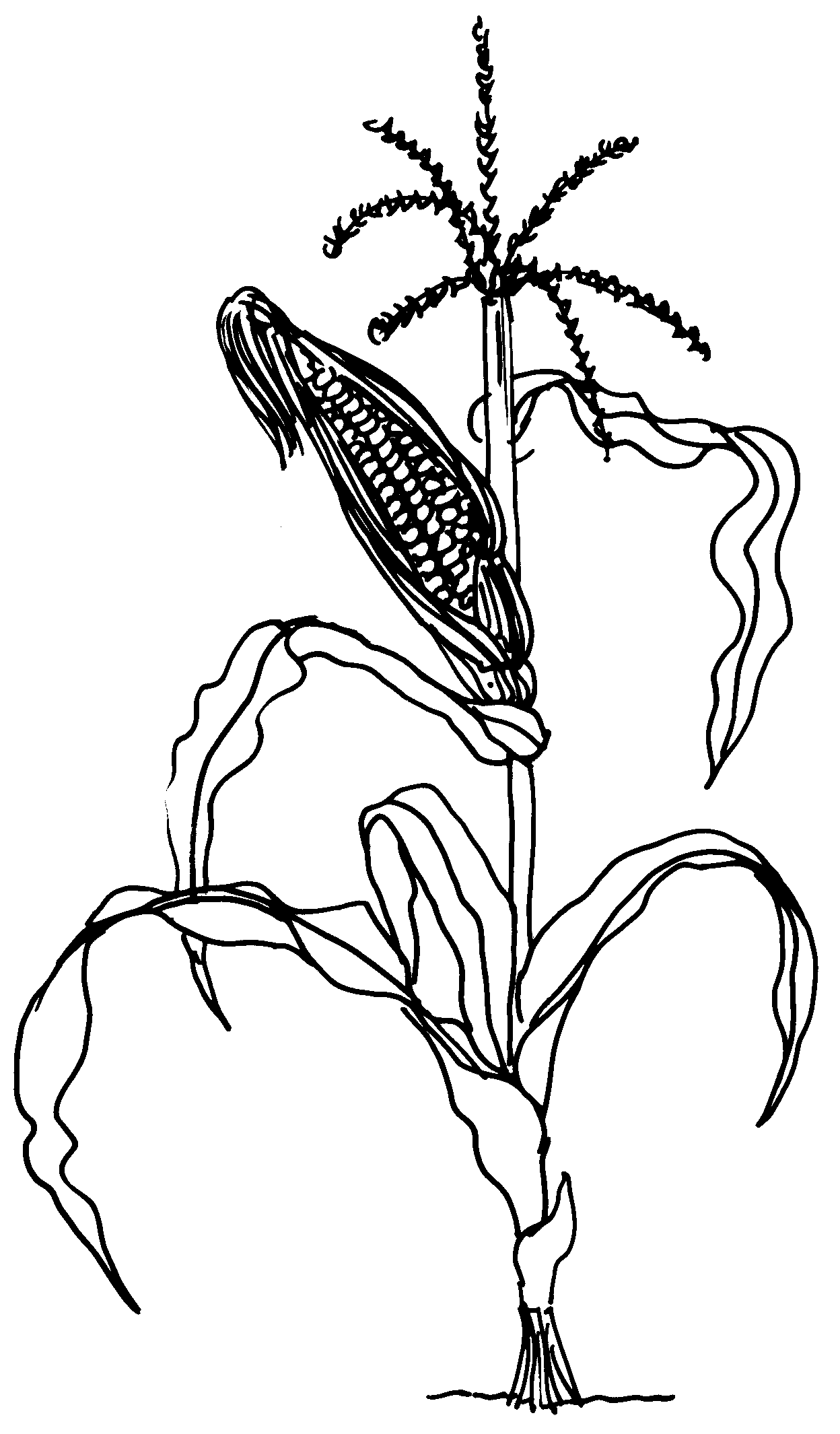 120 Corn Coloring Pages Printable 73