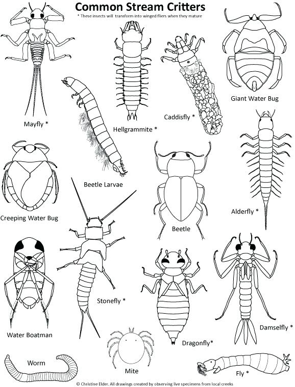 36 Creepy Bugs Coloring Pages Printable 10