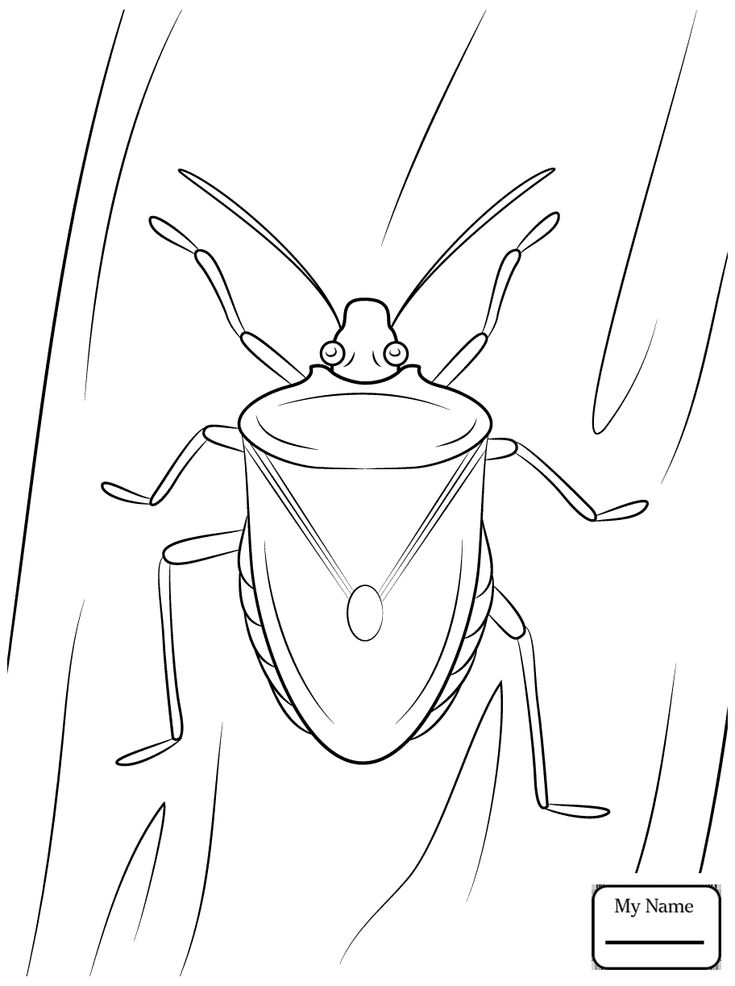 36 Creepy Bugs Coloring Pages Printable 24