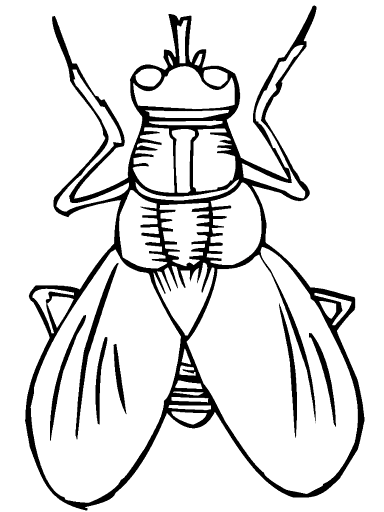 36 Creepy Bugs Coloring Pages Printable 31