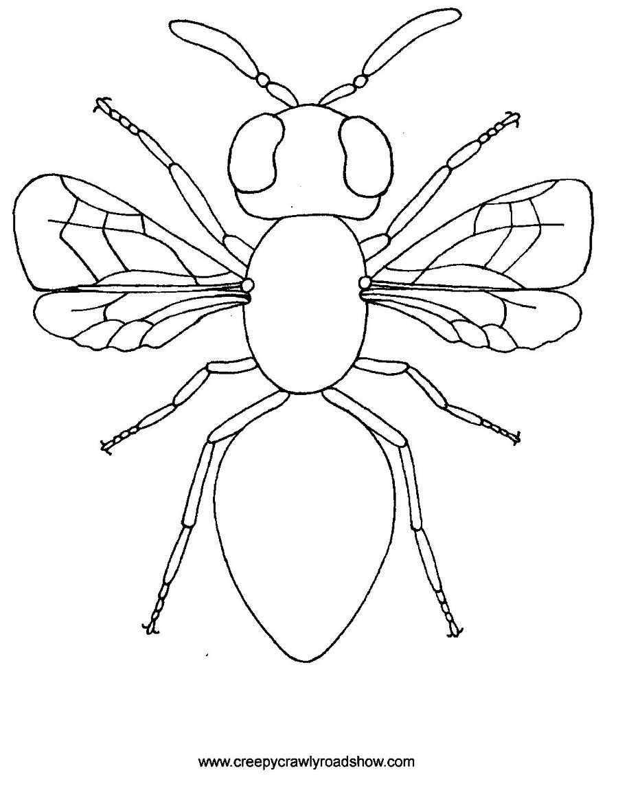 36 Creepy Bugs Coloring Pages Printable 6