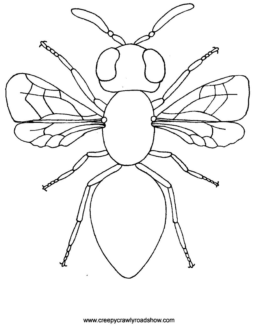 36 Creepy Bugs Coloring Pages Printable 7