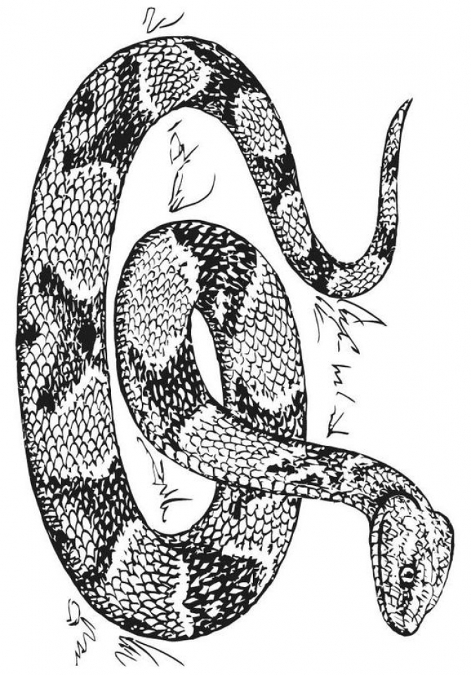 36 Interesting Snake Coloring Pages Printable 34