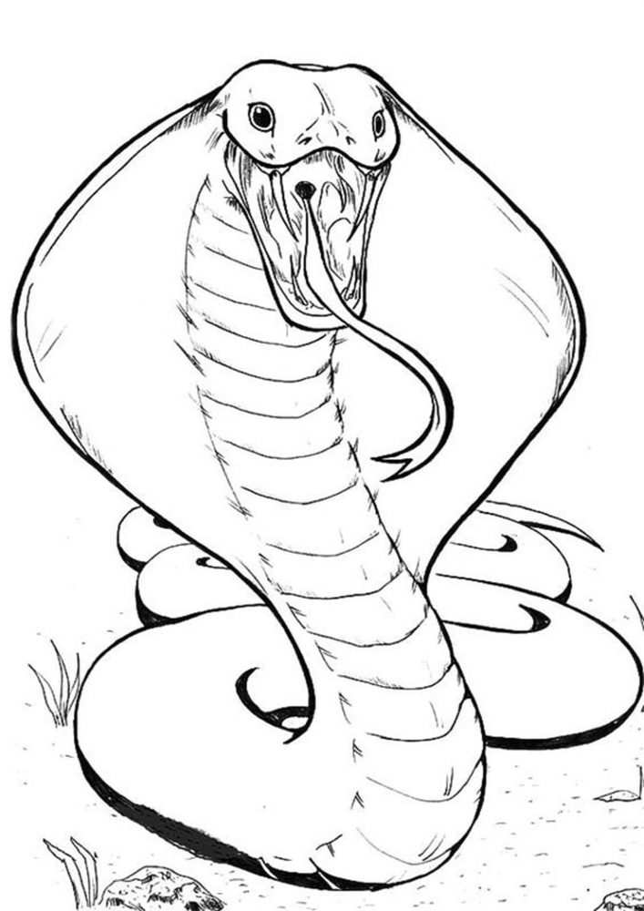 36 Interesting Snake Coloring Pages Printable 5