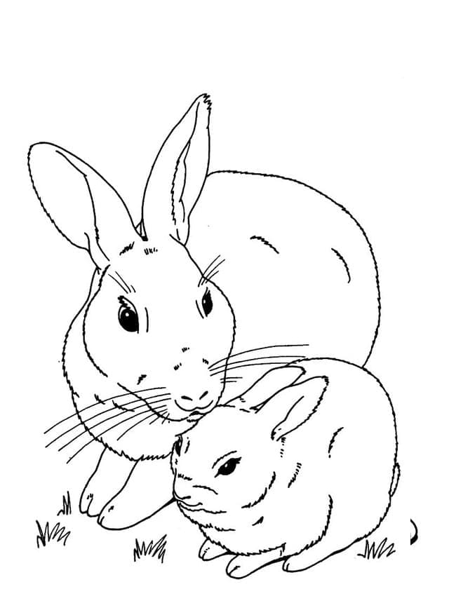 37 Adorable Rabbit Coloring Pages Printable 14