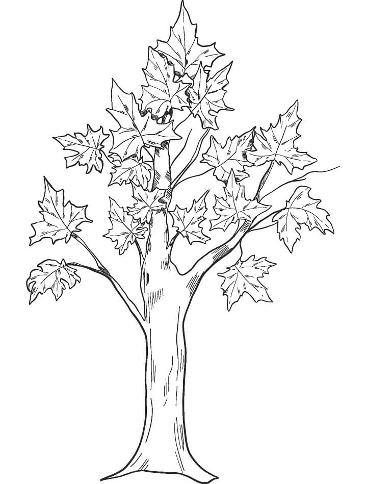 88 Tree Coloring Pages for Kids Printable 27