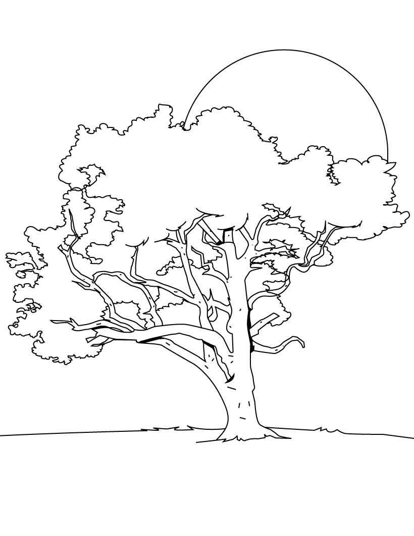 88 Tree Coloring Pages for Kids Printable 63