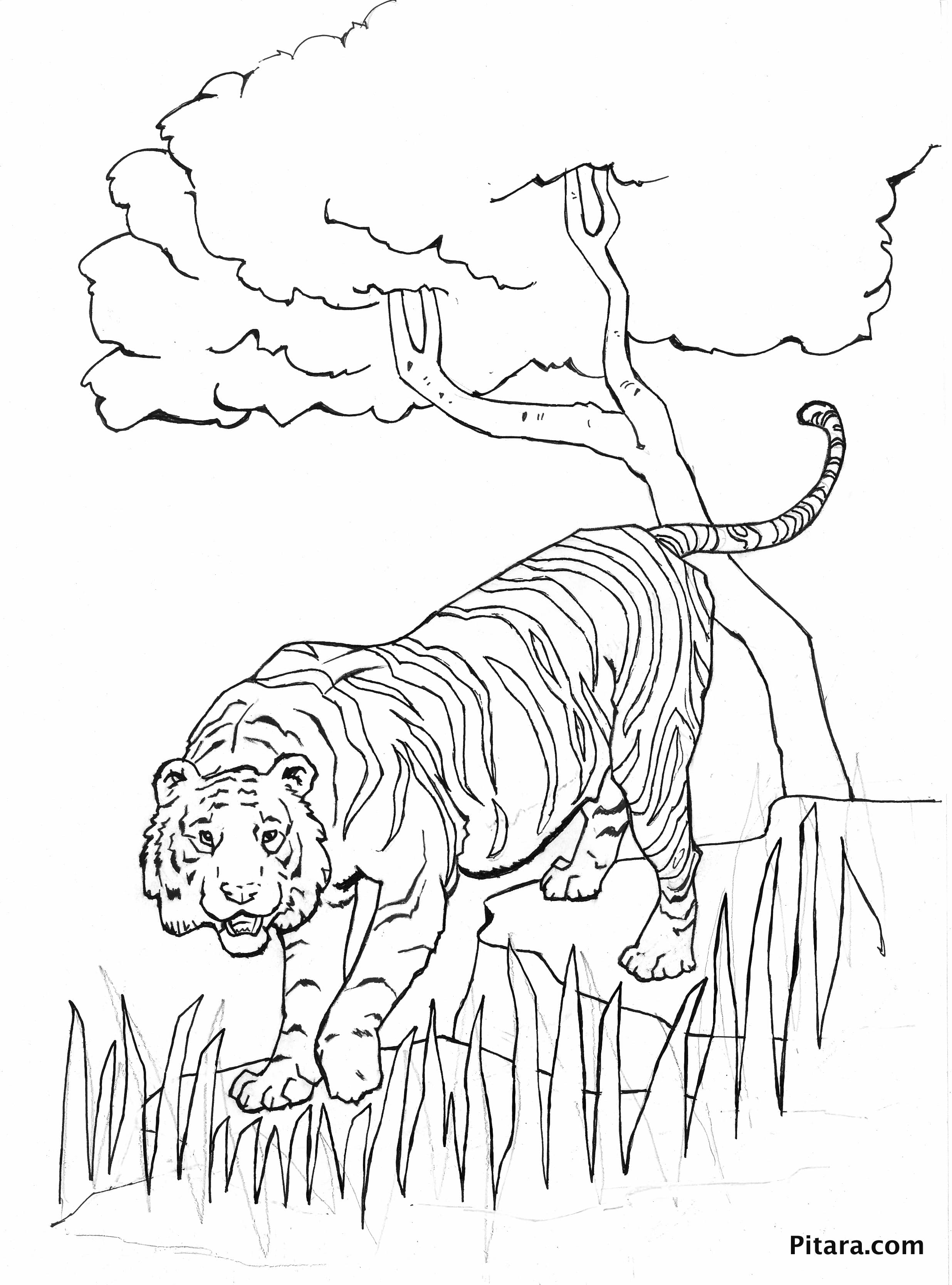 90 Printable Tiger Coloring Pages for Kids 23