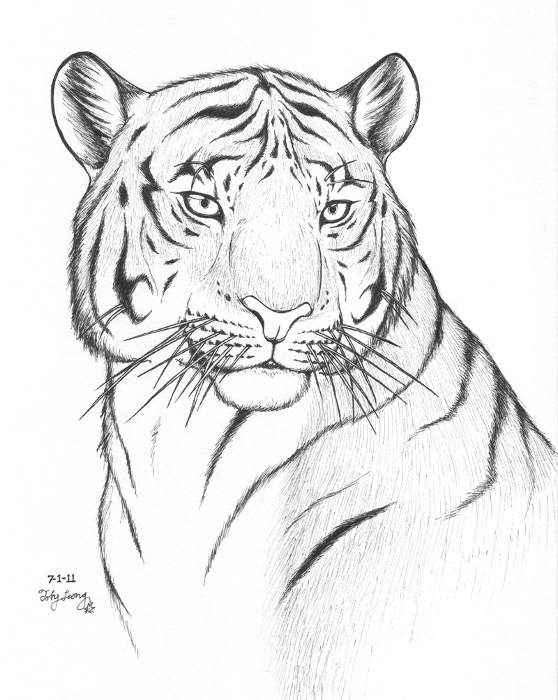 90 Printable Tiger Coloring Pages for Kids 40