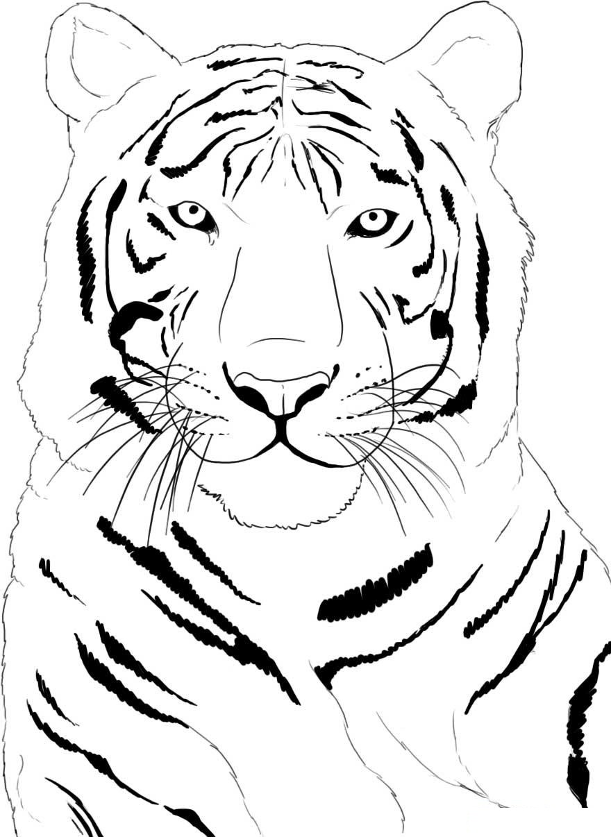 90 Printable Tiger Coloring Pages for Kids 45