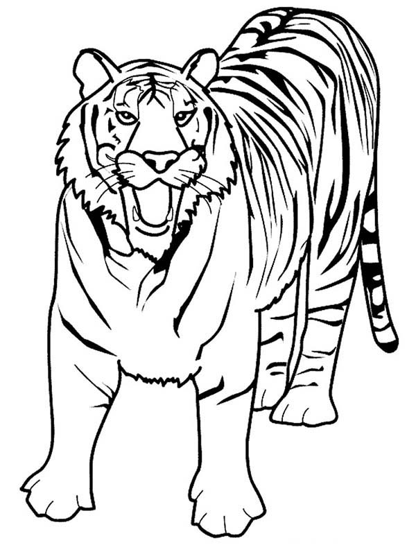 90 Printable Tiger Coloring Pages for Kids 54