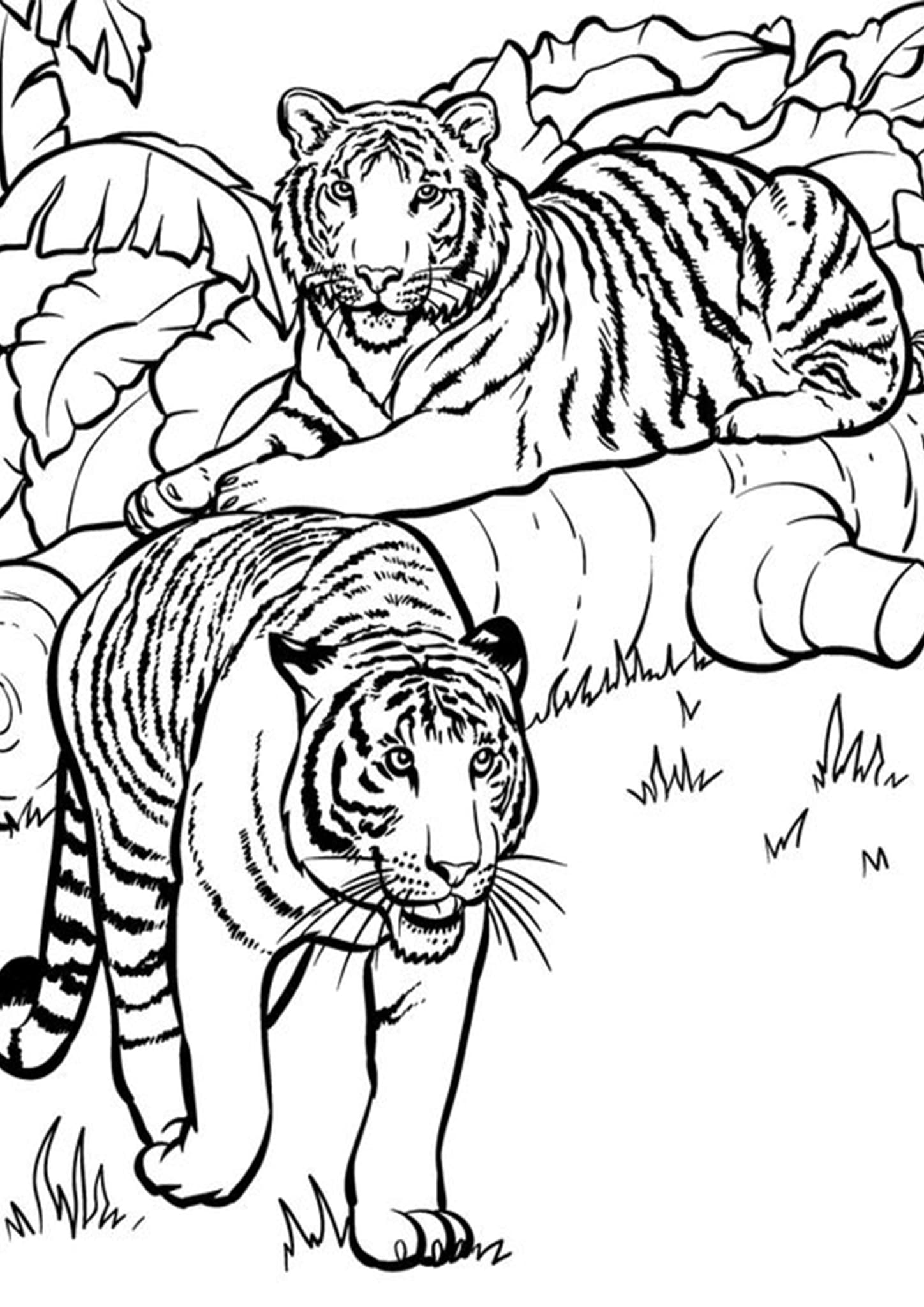 90 Printable Tiger Coloring Pages for Kids 67