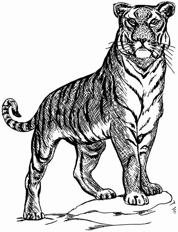 90 Printable Tiger Coloring Pages for Kids 70