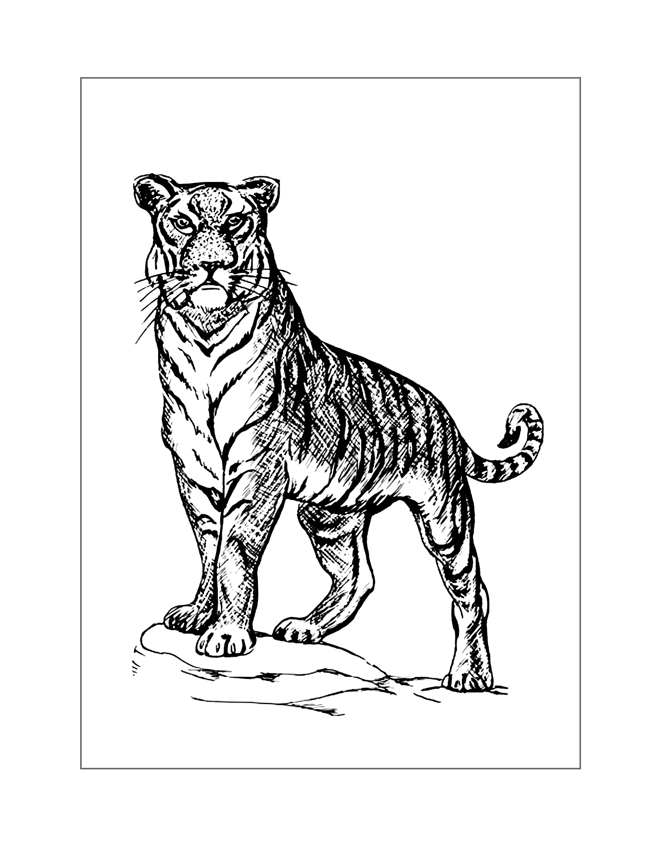 90 Printable Tiger Coloring Pages for Kids 76