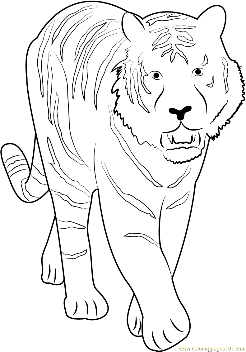 90 Printable Tiger Coloring Pages for Kids 85